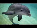 A Dolphin Escort - Milford Sound