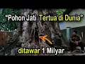 Pohon Jati tertua di dunia ditawar 1 milyar