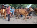 Lagu 21 JUTA NEGO❓️DAPAT 2 EKOR HAMIL TUA || HARGA SAPI BETINA || PASAR SAPI NGADILUWIH KEDIRI ||