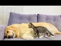 Download Lagu Tiny Kitten Challenges Giant Golden Retriever – Adorable Reaction