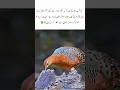 Download Lagu Ayam hutan ferruginous, burung hutan yang cantik dengan bulu-bulu yang berwarna-warni #alam #satwa liar #hewan #faktamenyenangkan