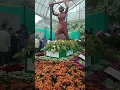 Download Lagu Click link for full video https://youtu.be/DAab0zhxzII?si=JQGGjm2R2kwZ095l  #flowershow2025