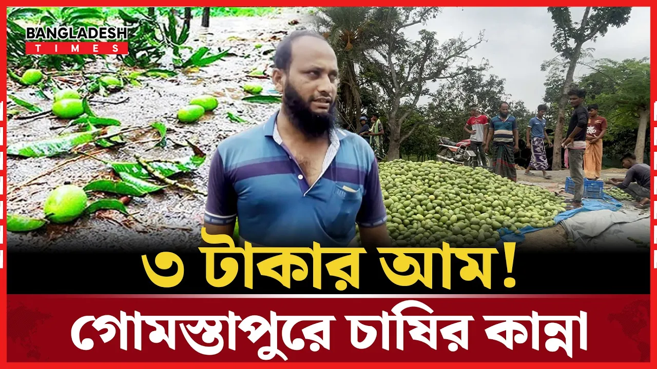 দেড়শ টাকার আম বিক্রি সাড়ে ৩ টাকায়!