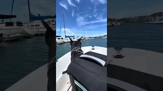Moments before diving in after a seal #fyp #dream #youtube #pets #doberman