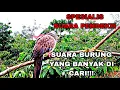 Download Lagu TERKUKUR INI SEPESIALIS SUARA PENDEK!!!!! PALING BANYAK DI CARI UNTUK PIKAT DAN MASTERAN.
