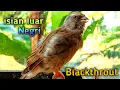 Download Lagu masteran isian luar negri khas blackthroat