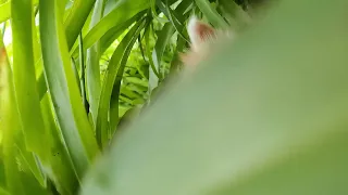 Introducing Microkitty