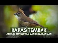 Lagu Burung Kapas Tembak: Dari Hobi ke Masa Depan yang Dipertaruhkan