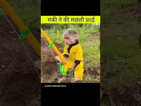 Fishing monkey | Amazing videos in hindi #shorts
