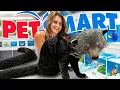 Taking My Binturong To Petsmart For The First Time