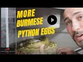 MORE PYTHON EGGS