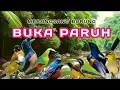 Download Lagu TERAPI PAGI DAN MALAM HARI, TERAPI UNTUK SEMUA JENIS BURUNG, TERAPI SEMUA JENIS BURUNG KECIL