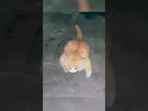 the truth behind the viral muscular cat 😰