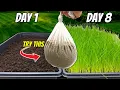 The FASTEST Way to Grow Grass Seed Pregermination Secrets REVEALED