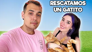 rescatamos a un gatito de la calle con lyna