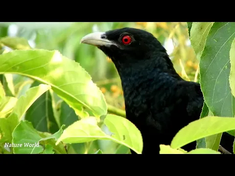 Download MP3 Best Koyal Ringtone, koel bird Ringtone, cuckoo song Ringtone