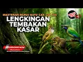 Download Lagu Lengkingan Tembakan Kasar Cucak Cungkok Kunti Tembakan Bajing Kekeks vs Cucak Jenggot Mesin Jahit