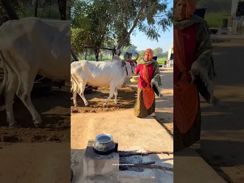 बैल घाणी का शुद्ध तिली का तेल।देशी गुड के साथ फायदेमंद #food #viral #shorts #trending #making