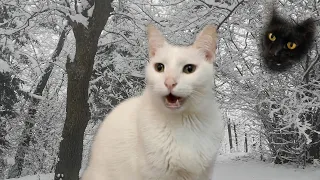 Funny Christmas song by Cats - Merry Christmas