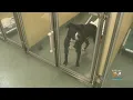 Humane Society Of Broward County Now In Middle Of Major Fundraising Push