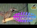 PANCINGAN SUARA ALASAN BURUNG TEPUS TUNGGIR MERAH AGAR CEPAT GACOR