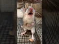 Download Lagu Rat Sounds || Mouse Sounds #shorts #nature #trending