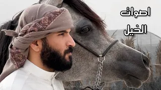 اصوات الخيل دندنها