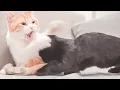 Kitten weaning Mom said No more milk 4 months old cat can t stop suckling