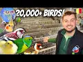 Lagu The World’s LARGEST Bird Show (20,000+ BIRDS!) COM Mondial 2026 