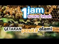 Download Lagu 1 JAM SUARA LEBAH - SUARA TAWON - GETARAN POSITIF ALAMI - SOUND OF BEES - POSITIVE VIBRATION