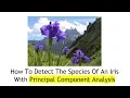 How To Detect The Species Of An Iris Flower With Principal Component Analysis