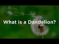 What is a Dandelion? (PK - 2nd Grade)