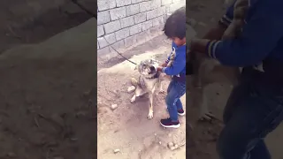 الذئب تربية الحيوانات العراق Ashaq Bk5by1ev1v 