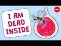 Download Lagu Are there really dead wasps in figs? - Carolyn Beans