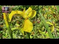 The unstoppable spread of yellow flag iris