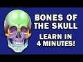 Download Lagu BONES OF THE SKULL - LEARN IN 4 MINUTES