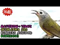 Download Lagu Opior Jawa Gacor Audio - Masteran Opior Jawa Terapi Air