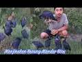 Download Lagu Cara menjinakan Burung Mandar Biru, Pelung Bird
