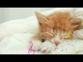 Kattenmuziektherapie: ontspannende geluiden om uw kat gelukkig te houden