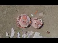 Mongolian Nomad Project - working with 3 Nomad Heseg to regenerate nature and culture (fly over)