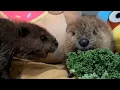 Starting solid foods for the baby beavers