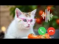 Nada Dering Kucing Lucu yang Indah 🎶 Nada Pesan untuk Kucing Lucu 🎶🔥 Nada Dering Notifikasi
