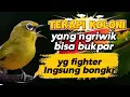 Download Lagu Terapi pleci koloni ll pancingan ini mampu membuat plecimu cepat naik emosinya