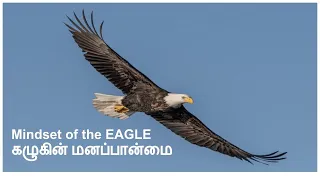  mindset of eagle in tamil eagle mentality in tamil leadership skills of eagle attitude of eagle 