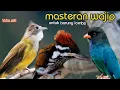Download Lagu MASTERAN WAJIP UNTUK BURUNG LOMBA 16 TEMBAKAN DAN BESETAN DAHSYAT || c,jenggot vs pelatuk vs Tengkek