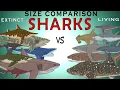 Size Comparison Living vs Extinct Sharks Megalodon Helicoprion Great White Whale shark