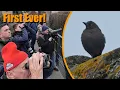 Lagu Carib Grackle in the Netherlands!