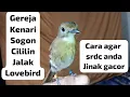 Download Lagu SRDC ISIAN  LOVEBIRD PANJANG . GEREJA TARUNG.KENARI.CILILIN