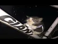 cats are malfunctioning
