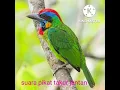 Download Lagu suara pikat burung takur jantan